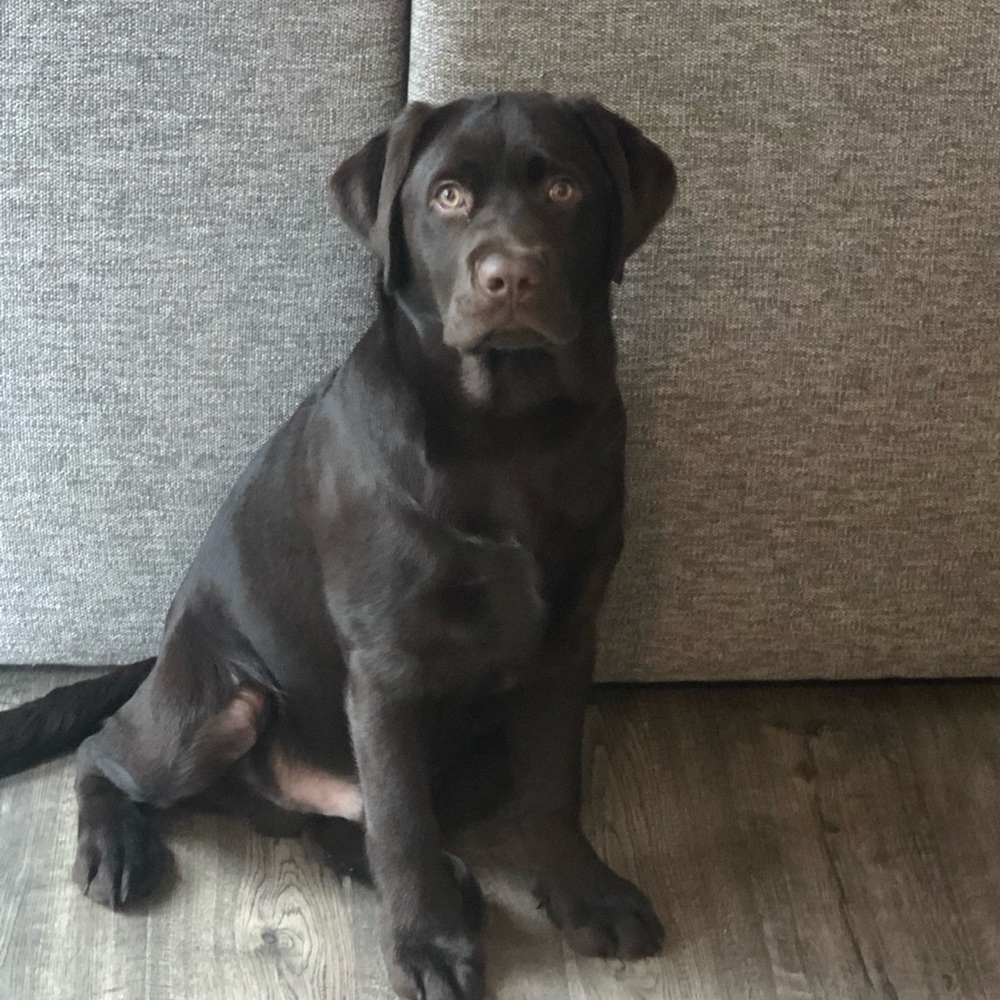 Meet your Posher, Nicholas